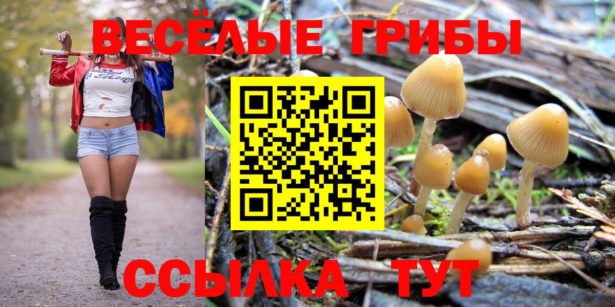 Псилоцибиновые грибы Psilocybe Лесной